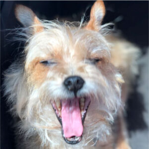 Russian Red_Lourdes_169_thumb