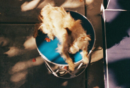 Russian Red_Lourdes_164_thumb