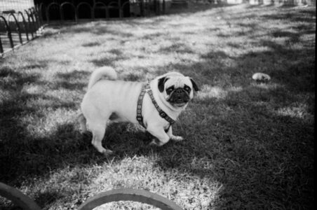 Russian Red_Lourdes_152_thumb