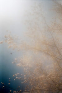 Russian Red_Lourdes_94_thumb