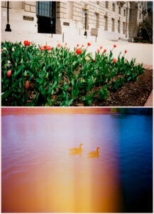 Russian Red_Lourdes_54_thumb