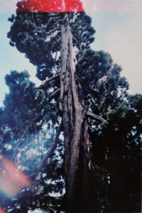 Russian Red_Lourdes_28_thumb