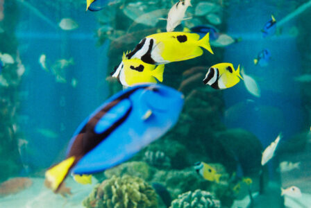 Russian Red_Lourdes_61_thumb