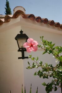 Russian Red_Lourdes_2_thumb