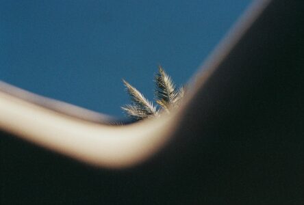 Russian Red_Lourdes_171_thumb